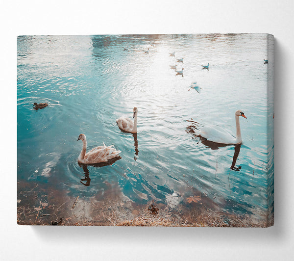  A Canvas Print of Azure Swan Serenity Canvas Art