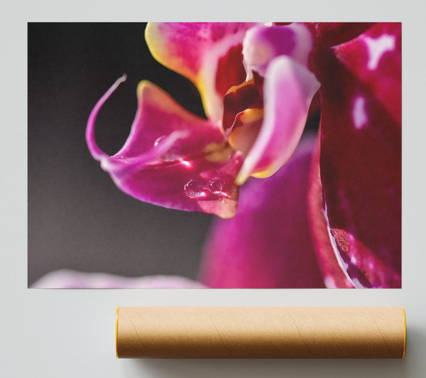 Magenta Orchid Bloom Poster