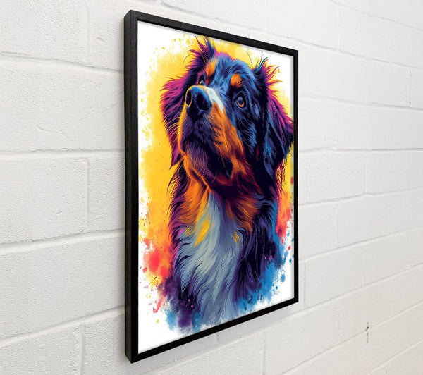 Collie Staring Graffiti