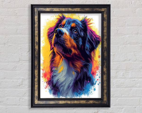 Collie Staring Graffiti Framed Print
