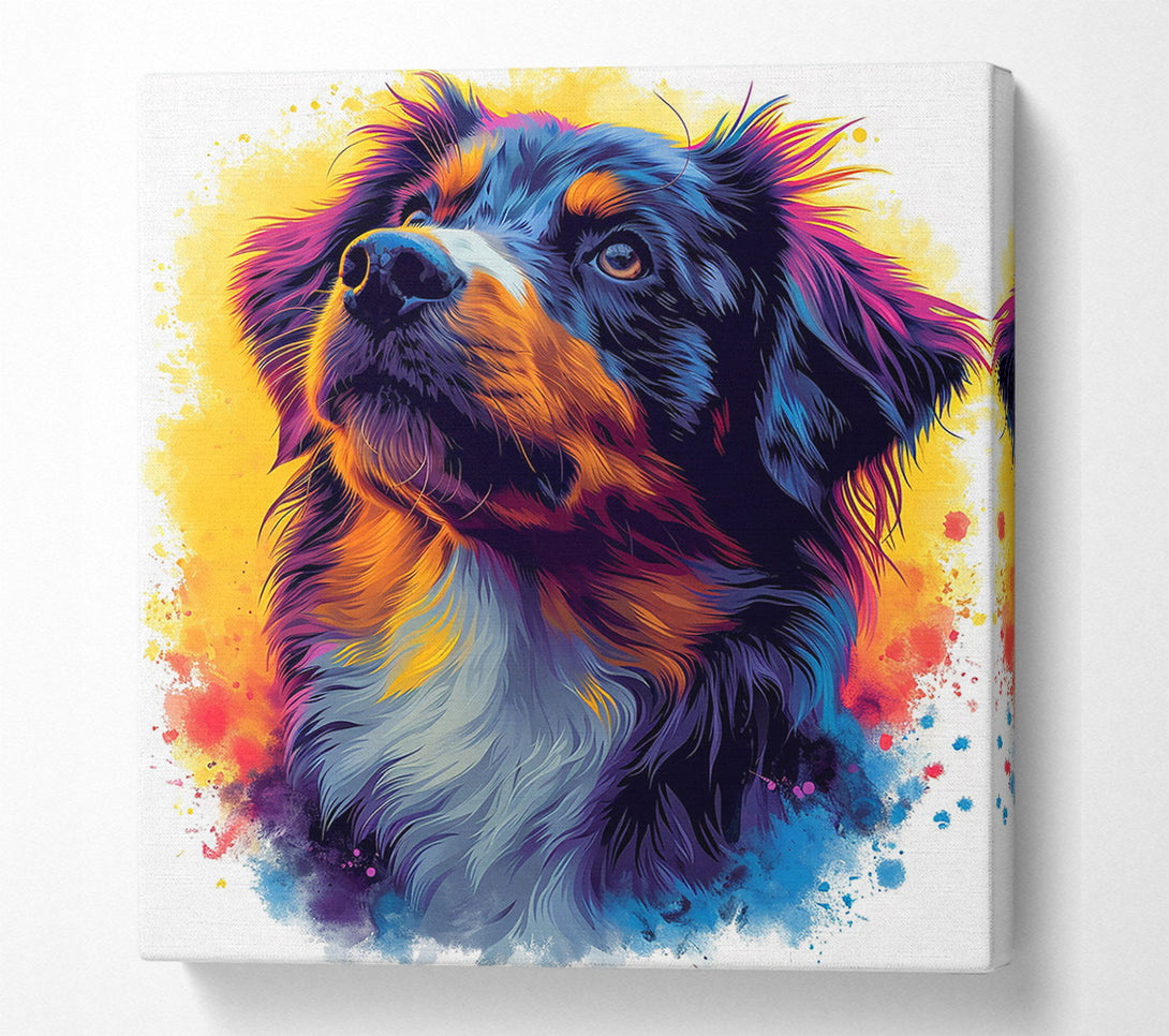  A Canvas Print of Collie Staring Graffiti Canvas Print