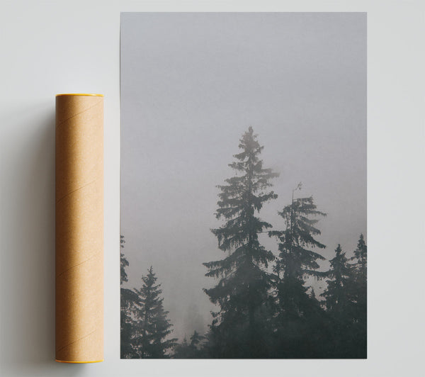 Grey Pines In Mist Giclee Print