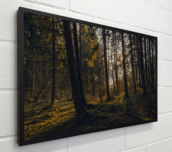 Golden Forest Light