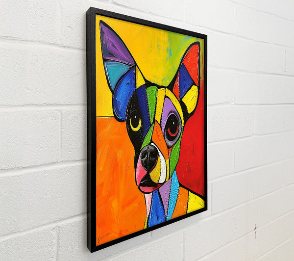 Colour Chihuahua