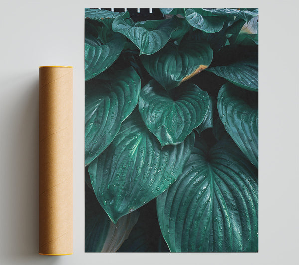 Emerald Rain Drops Print