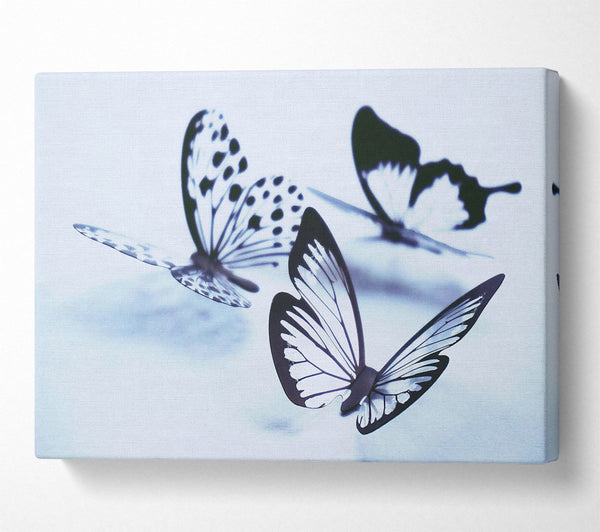  A Canvas Print of Blue Butterfly Flight Canvas Print