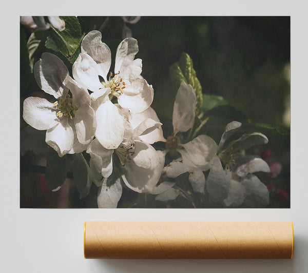 Ivory Apple Blossoms Giclee Print