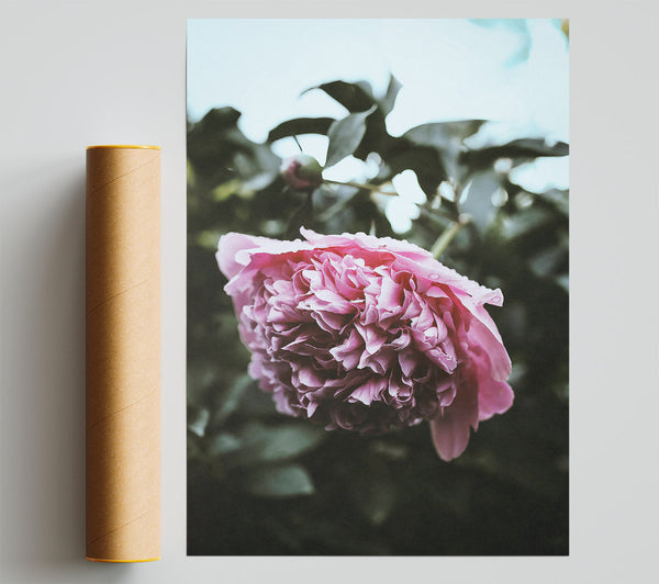 Pink Bloom'S Embrace Print