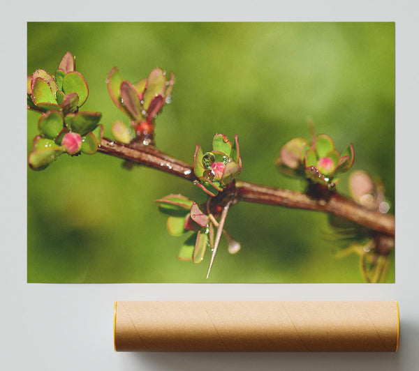 Green Bud Dewdrop Print
