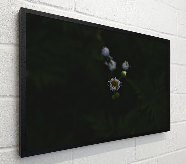 White Bloom In Darkness