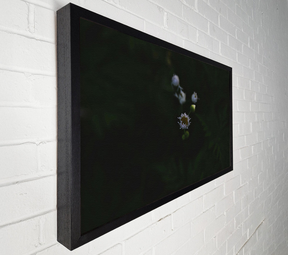  A Canvas Print of White Bloom In Darkness Canvas Art