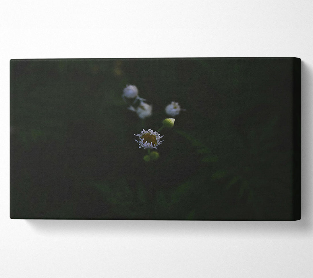  A Canvas Print of White Bloom In Darkness Canvas Art