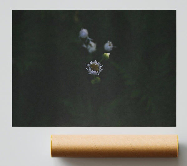 White Bloom In Darkness Poster