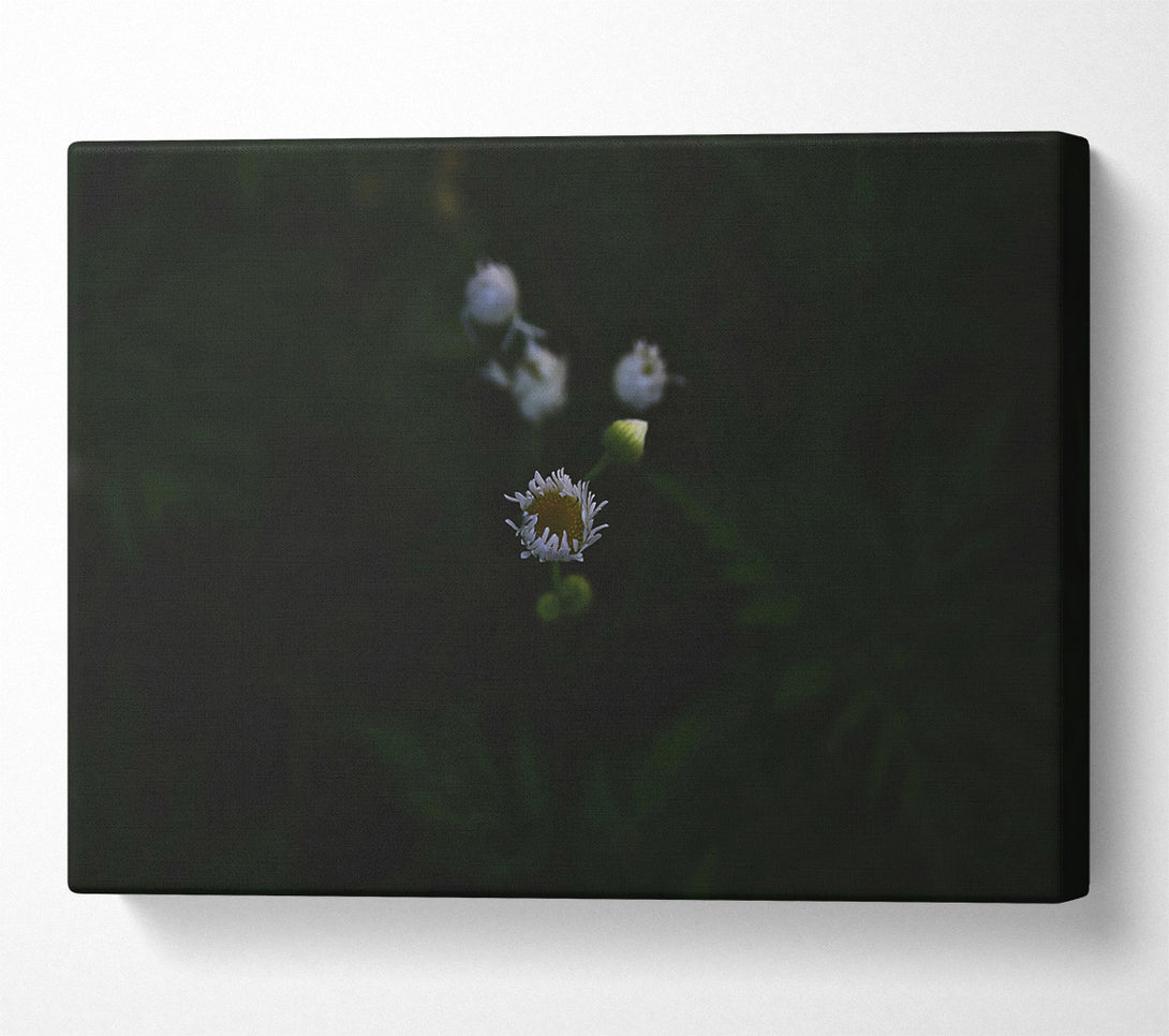  A Canvas Print of White Bloom In Darkness Canvas Art