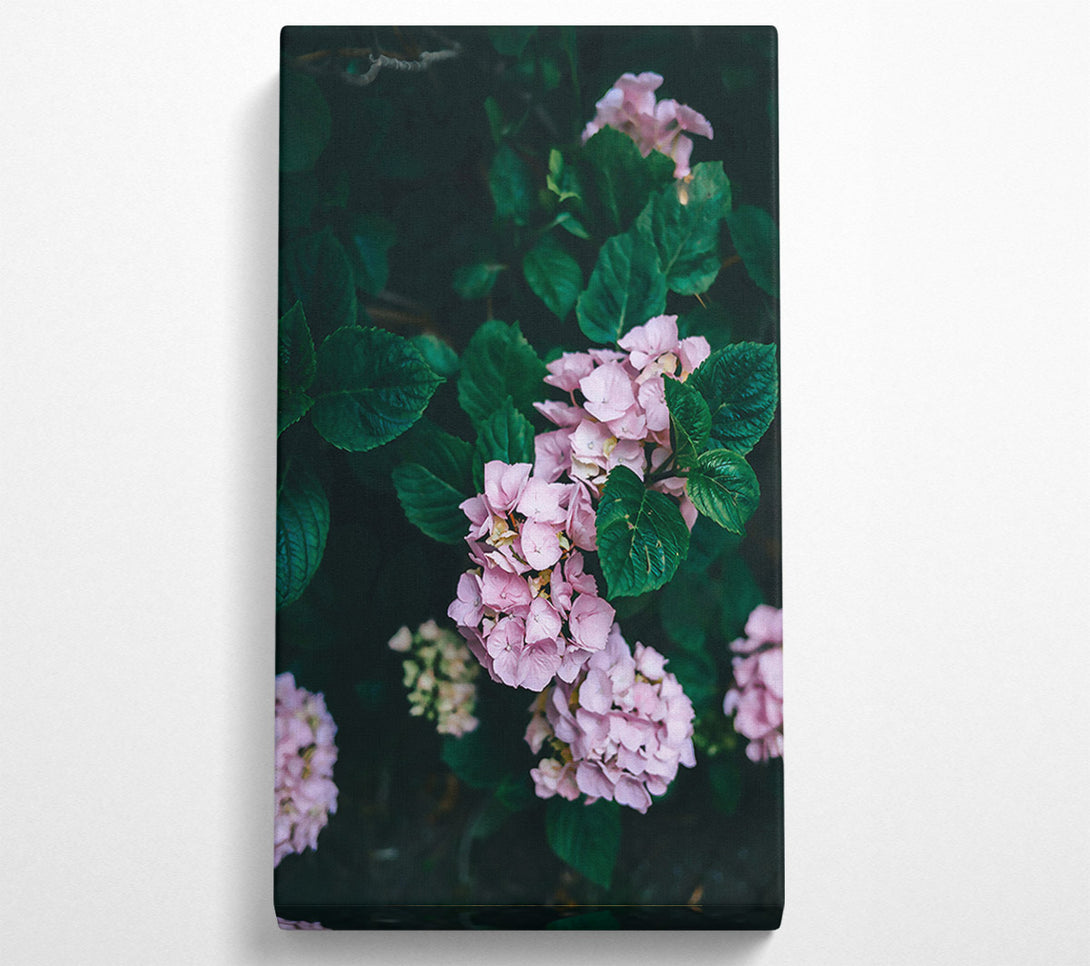  A Canvas Print of Pink Blooms In The Shade Canvas Print