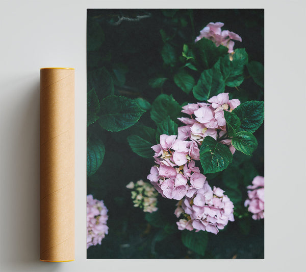 Pink Blooms In The Shade Giclee Print