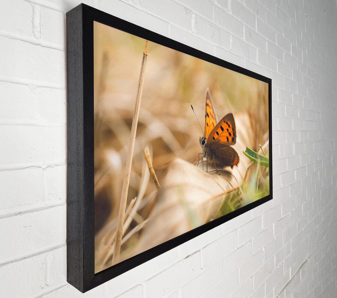  A Canvas Print of Copper Butterfly Resting Canvas Wall Art