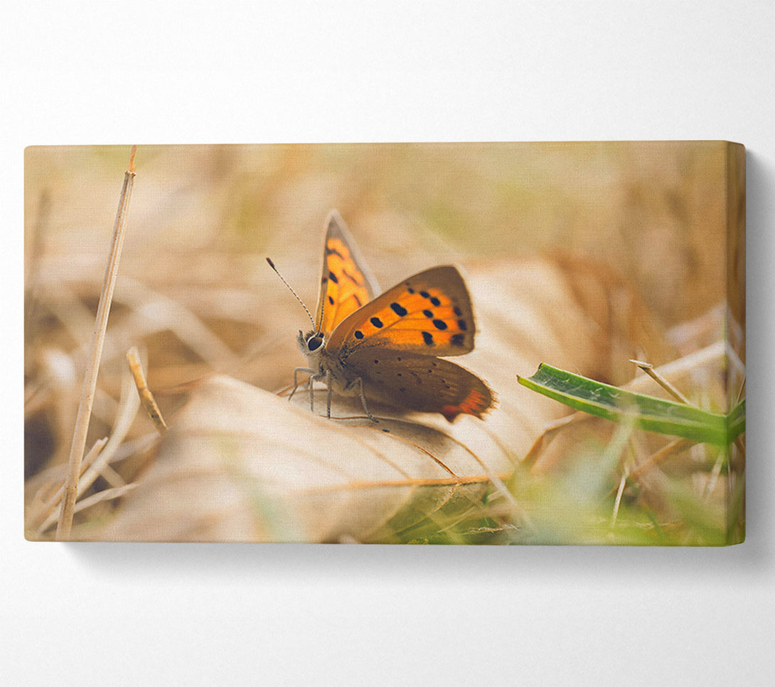  A Canvas Print of Copper Butterfly Resting Canvas Wall Art