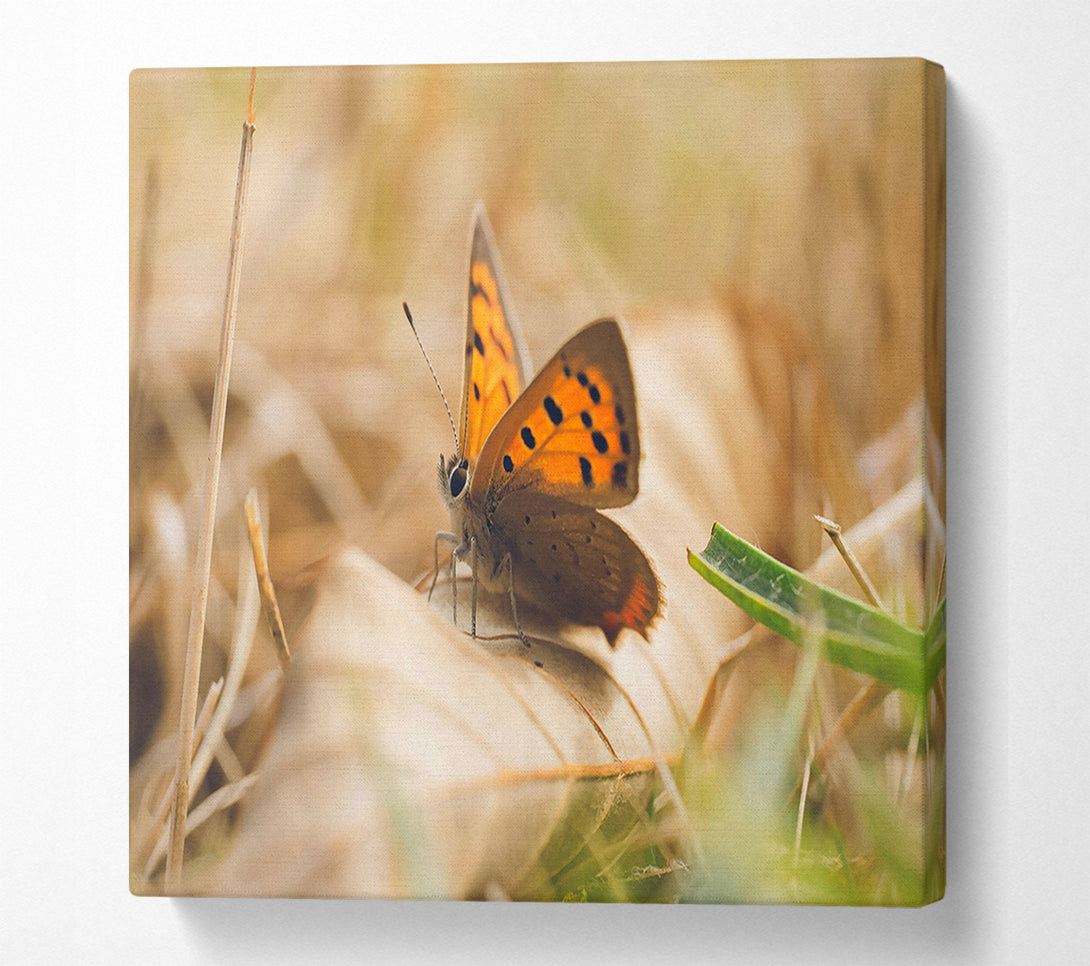  A Canvas Print of Copper Butterfly Resting Canvas Wall Art