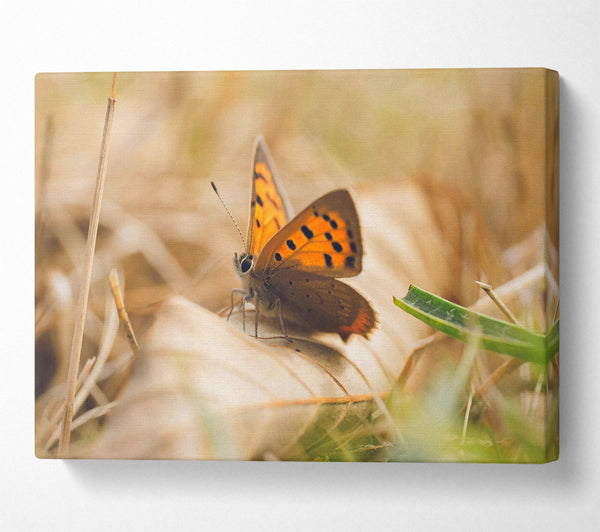  A Canvas Print of Copper Butterfly Resting Canvas Wall Art