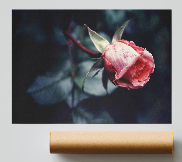 Pink Rose In Shadow Poster