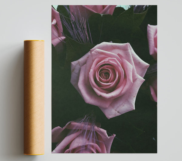 Blush Pink Bloom Poster