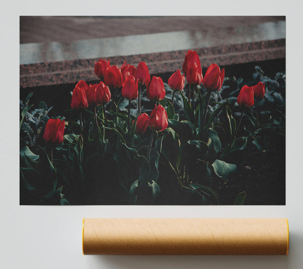 Crimson Bloom Cluster Giclee Print