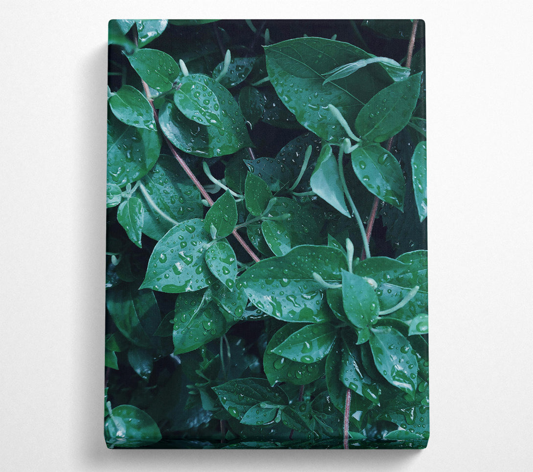 A Canvas Print of Emerald Dew Drops Canvas Wall Art