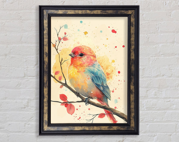 Colourful Bird Framed Print