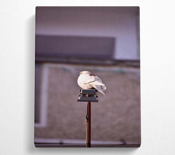  A Canvas Print of White Dove On Grey Pole Canvas Art