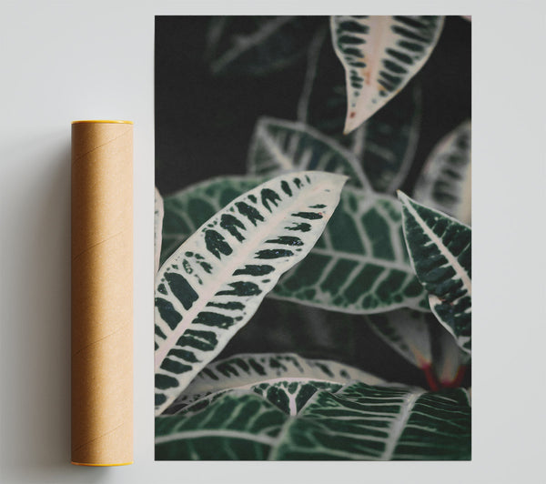 Green Veined White Leaves Print