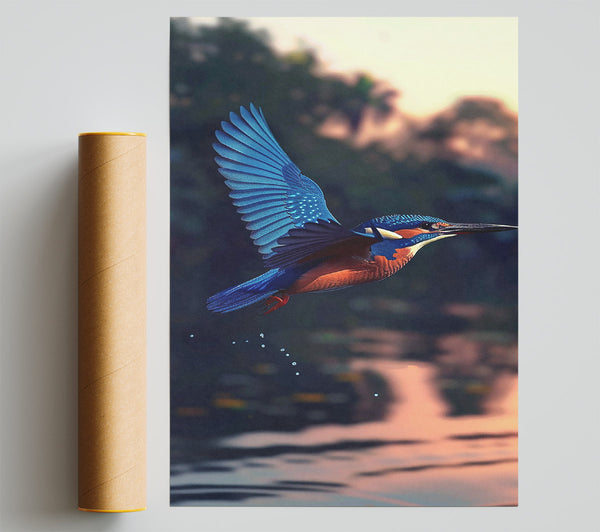 Azure Kingfisher Dive Print