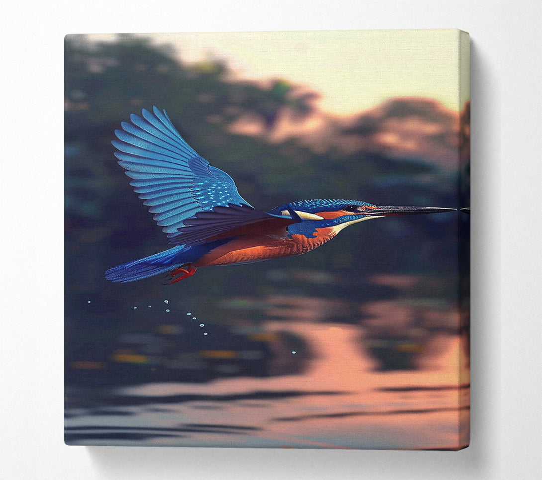  A Canvas Print of Azure Kingfisher Dive Canvas Print