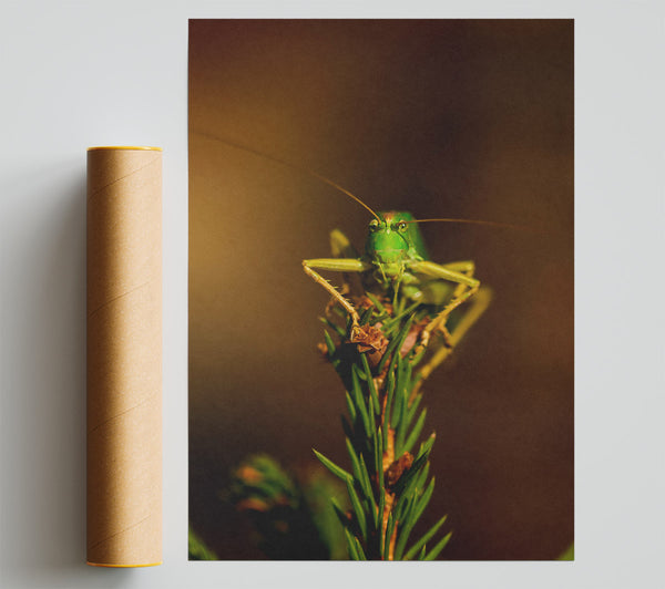 Green On A Branch Poster