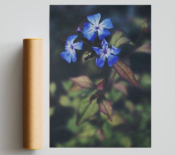 Azure Blooms In Shadow Giclee Print