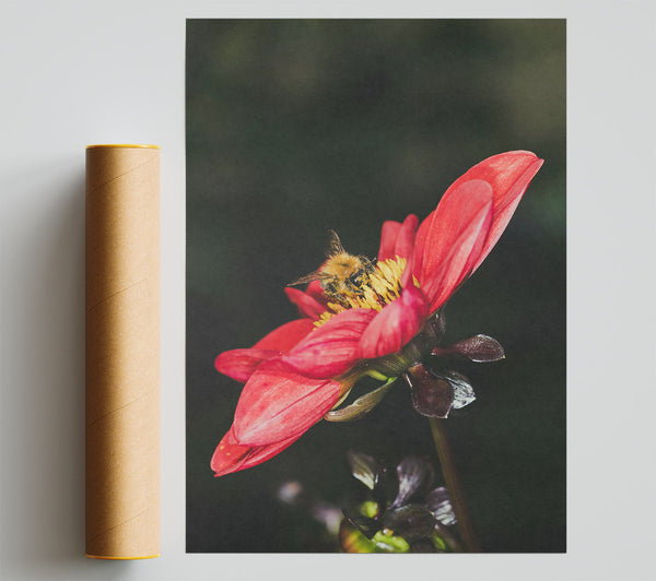 Crimson Bee Embrace Print