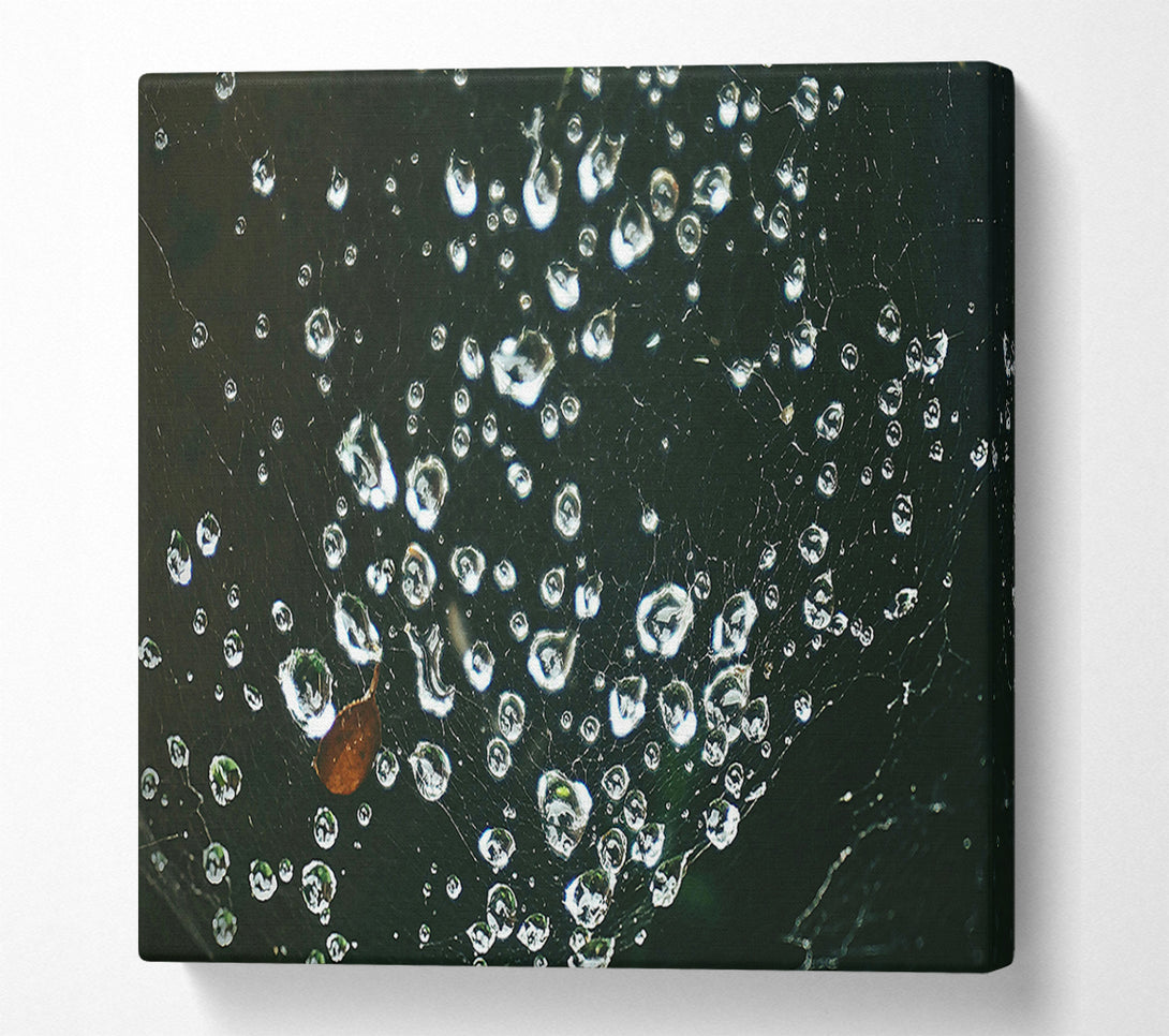  A Canvas Print of Silver Dewdrops On Black Web Canvas Art