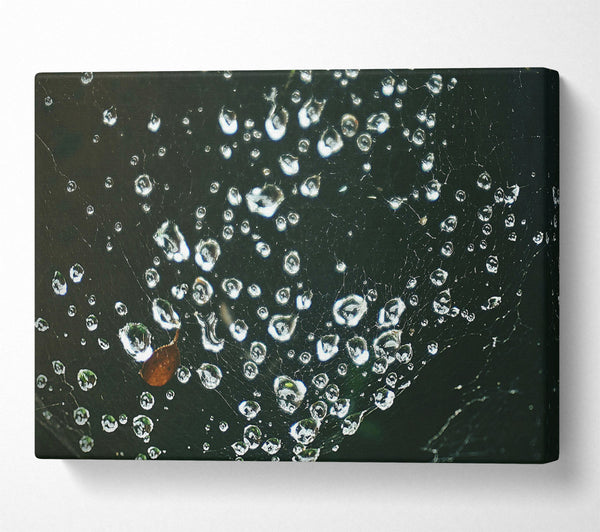  A Canvas Print of Silver Dewdrops On Black Web Canvas Art