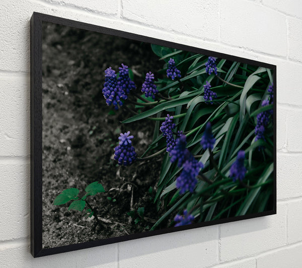 Purple Spring Blooms