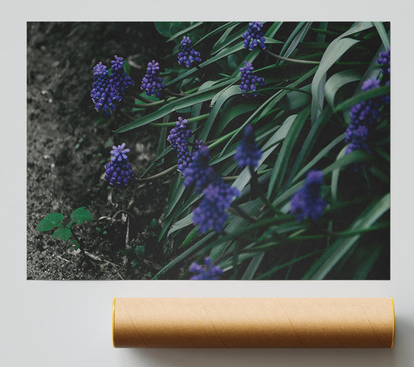 Purple Spring Blooms Print
