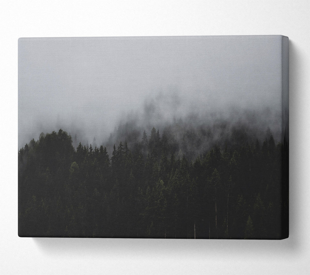  A Canvas Print of Gray Foggy Forest Canvas Art