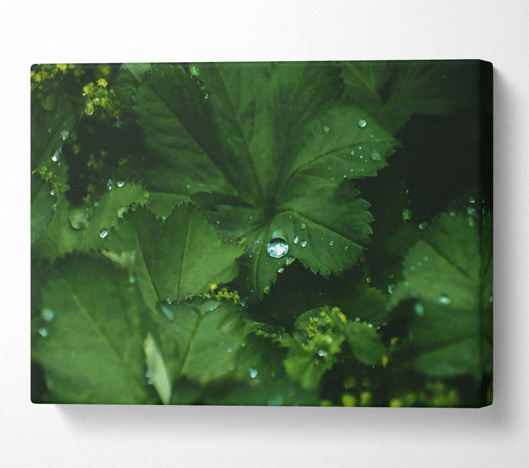  A Canvas Print of Emerald Dew Drops Canvas Wall Art