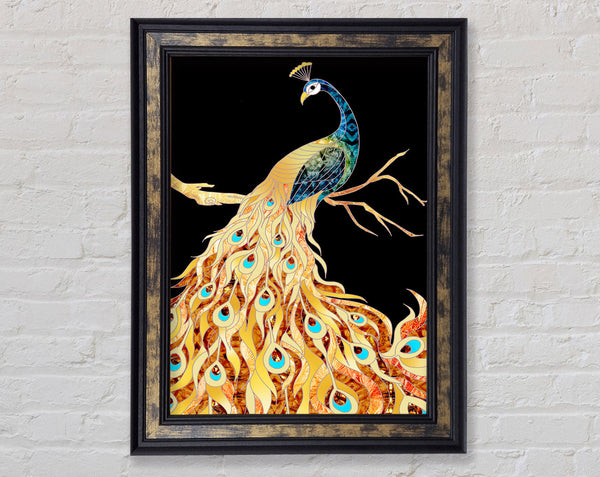 Colourful Peacock Framed Print