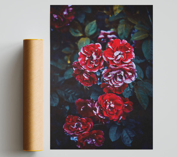 Crimson Rose Bouquet Giclee Print