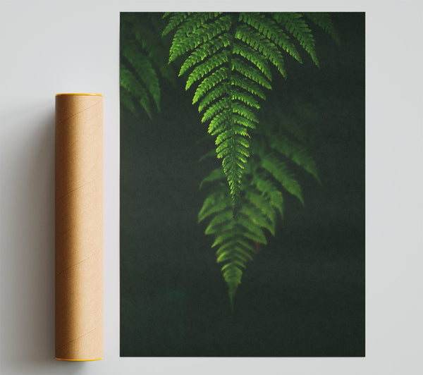 Emerald Fern Silhouette Giclee Print