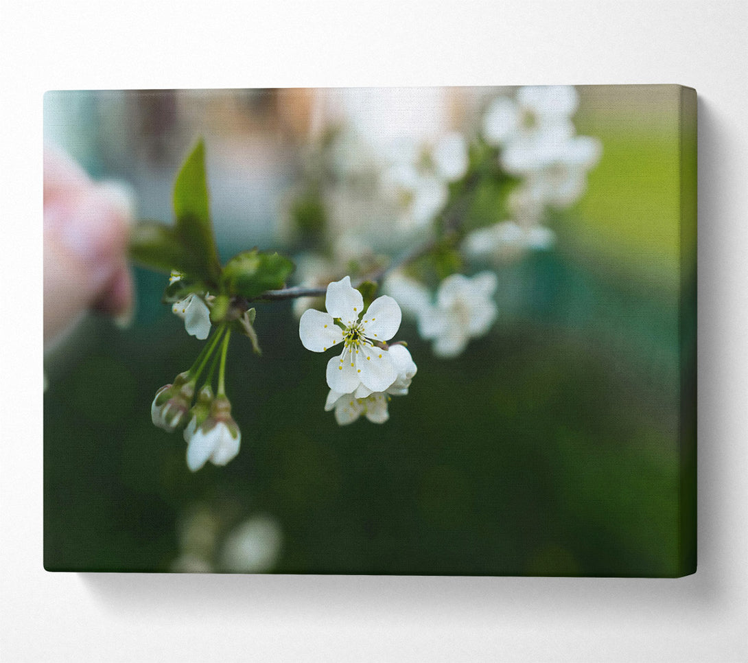  A Canvas Print of White Blossoms In Bloom Canvas Wall Art