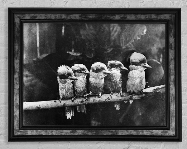 Cookabrah Framed Print