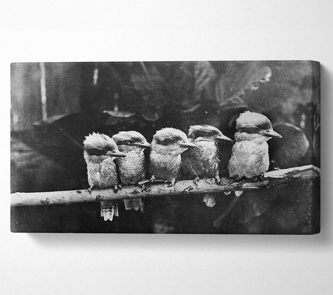  A Canvas Print of Cookabrah Canvas Wall Art