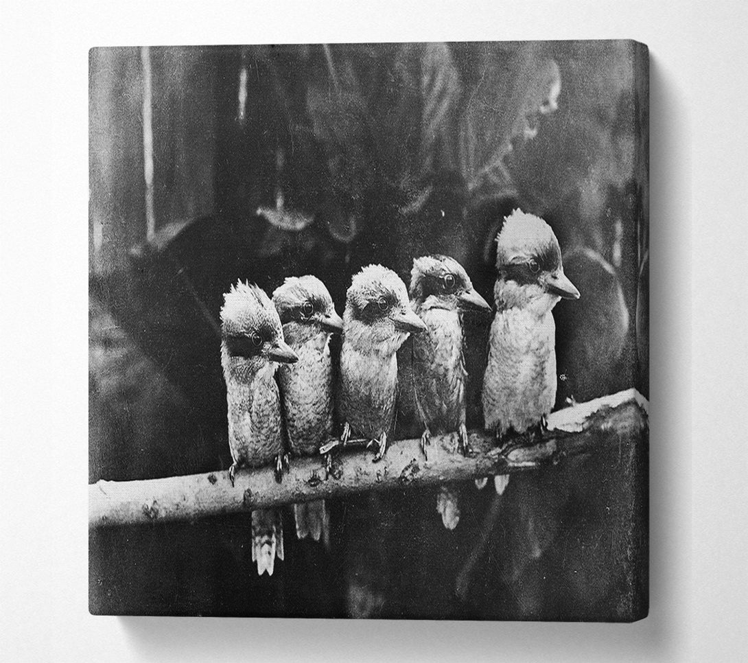  A Canvas Print of Cookabrah Canvas Wall Art