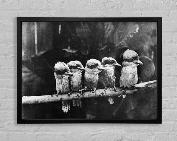 Cookabrah Framed Print